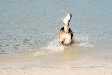 Genç mutlu Alman çoban köpeği, suda oynuyor. Köpek su sıçratır ve mutlu bir şekilde göle atlar. Arkasını gördüm.