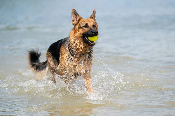 若い幸せなドイツの羊飼い、大きなスプラッシュで水の中に飛び込む。犬は飛び込み、喜んで湖に飛び込む。口の中の黄色いテニスボール — ストック写真