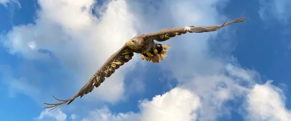 De Europese zeearend vliegt in een indrukwekkende blauwe en witte lucht. Roofvogel op de vlucht. Vliegende roofvogels tijdens een jacht. Social media, web banner van de cover — Stockfoto