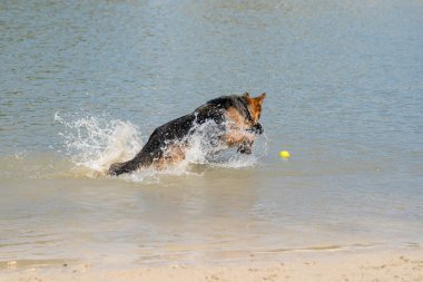 Genç mutlu Alman çoban köpeği, büyük bir sıçramayla suya atladı. Köpek su sıçratır ve mutlu bir şekilde göle atlar. Ağzında sarı tenis topu.