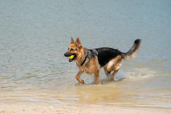 若い幸せなドイツの羊飼いは 水の端を歩く 犬は湖を楽しそうに歩いている 口の中の黄色いテニスボール — ストック写真