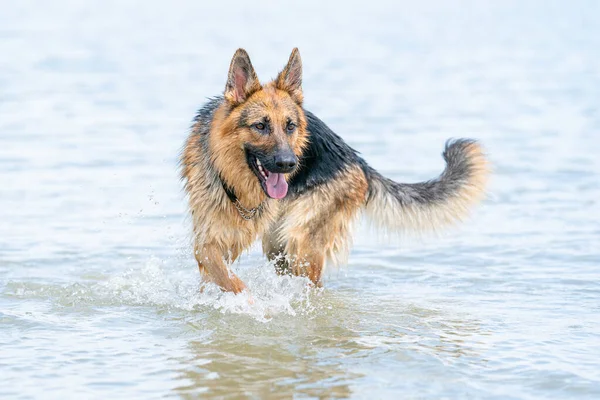若い幸せなドイツの羊飼いは 水で遊んでいる 湖の中で犬が飛び跳ねる — ストック写真