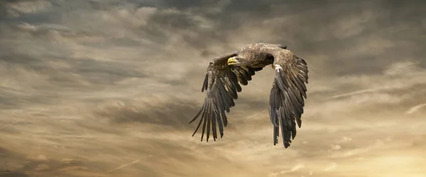 Der Europäische Seeadler Fliegt Einem Beeindruckenden Gelbgoldenen Himmel Mit Greifvogel — Stockfoto
