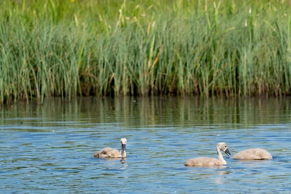 青の湖で泳いでいる若い灰色の白鳥 水中で1匹の動物が飛び込む チック 若い動物 サイネット — ストック写真