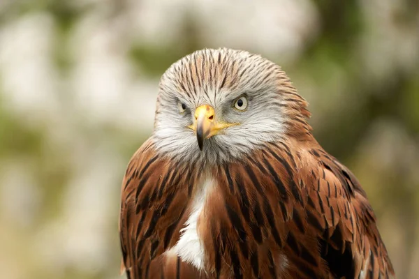 Red kite, bird of prey portrait,. In front view, yellow eye and beak. White blossom in the background