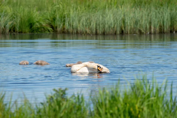 白い白鳥は湖の中で多くの水しぶきで洗います。背景に若い白鳥 — ストック写真