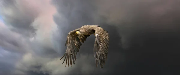 Європейський Морський Орел Летить Вражаючому Синьому Небі Завісними Хмарами Птах — стокове фото