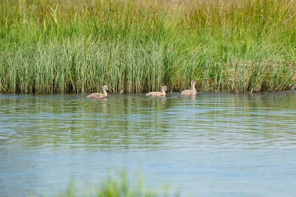 青の湖で泳いでいる若い灰色の白鳥 チック 若い動物 サイネット — ストック写真