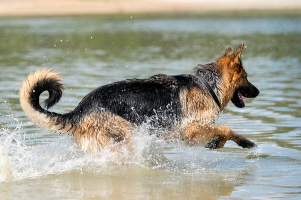 若い幸せなドイツの羊飼いは 水で遊んでいる 犬は湖に飛び込み そして喜んでジャンプします — ストック写真