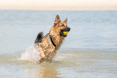 Genç mutlu Alman çoban köpeği, suda oynuyor. Köpek sıçrıyor, koşuyor ve gölde mutlu bir şekilde zıplıyor. Ağzında sarı tenis topu..