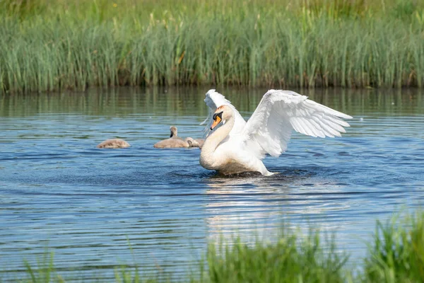 Dancing swan with flapping wings on blue lake water in sunny day. Water splashes fly around. Young swans in the background. Chicks on pond, nature seriesserie.