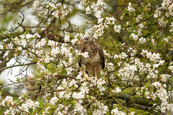 Meyve Ağacında Oturan Yırtıcı Bir Kuşun Yakın Çekimi Elma Ağacı — Stok fotoğraf
