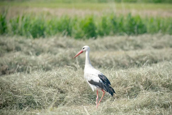 White stork standing in the hay on the meadow. With shadow, viewed from the side. In Vintage Colors — Stock Photo, Image