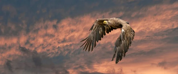 Águila marina europea volando en un impresionante cielo azul y rojo. Pájaro de presa en vuelo. Aves rapaces voladoras durante una cacería. Redes sociales, banner web de portada — Foto de Stock