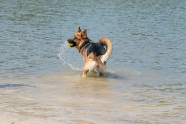 Genç mutlu Alman çoban köpeği, büyük bir sıçramayla suya atladı. Köpek su sıçratır ve mutlu bir şekilde göle atlar.