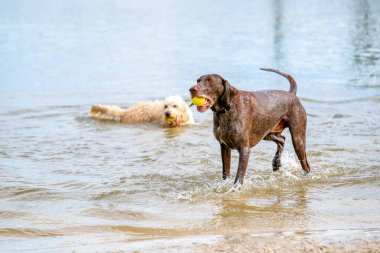 Ayrıntılı Alman Kısa Göstergesi Pointer. Köpek gölde bir tenis topuyla oynar. Odaklanmadan, bir labrador yüzer