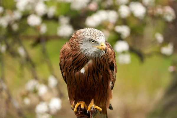 Red kite, in a tree with white blossom. Bird of prey portrait with yellow bill and red plumage and blue gray head