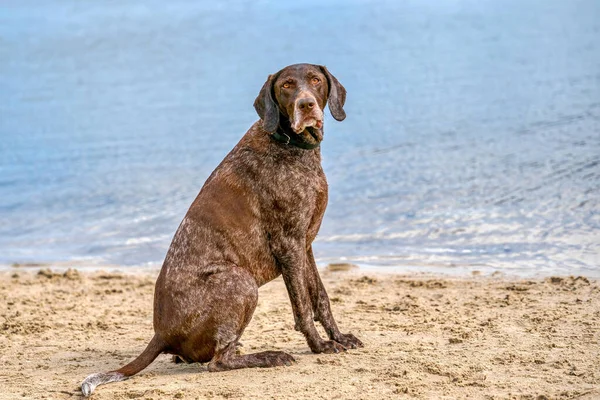 Niemiecki Krótkowłosy Pointer, pies GSP siedzi na plaży jeziora w letni dzień. Patrzy w kamerę, woda w tle. — Zdjęcie stockowe