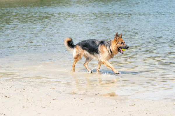 Joven pastor alemán feliz, jugando en el agua. El perro salpica y salta felizmente en el lago. Bola de tenis amarilla en su boca — Foto de Stock