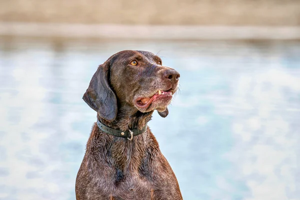 Ayrıntılı Alman Kısa Saçlı Sivri Kafa, GSP köpeği yaz günü bir gölün sahilinde oturuyor. Uzağa bakıyor, yandan bakıyor, arka planda su var. — Stok fotoğraf