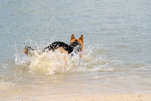 若い幸せなドイツの羊飼いは 水で遊んでいる 湖の中で犬が飛び跳ねる — ストック写真