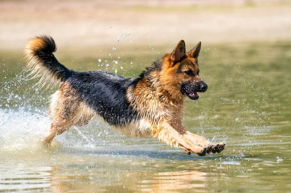 若い幸せなドイツの羊飼いは 水で遊んでいる 湖の中で犬が飛び跳ねる — ストック写真