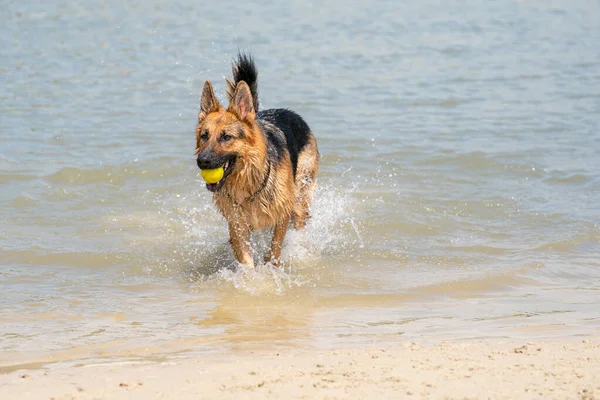 若い幸せなドイツの羊飼いは 水の端を歩く 犬は湖を楽しそうに歩いている 口の中の黄色いテニスボール — ストック写真