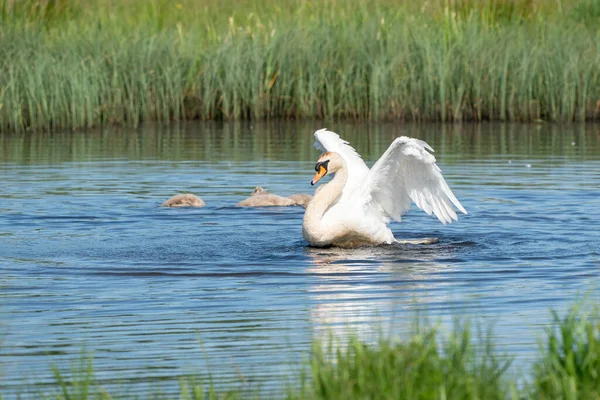 晴れた日に青い湖の水に羽ばたき翼で白鳥を踊る。水飛沫が飛び回る。背景に若い白鳥。池の上のチェック、自然シリーズ — ストック写真