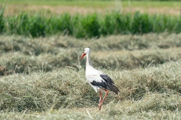 Vit stork står i höet på ängen. Med skugga, sedd från sidan — Stockfoto