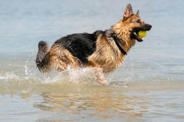 Genç mutlu Alman çoban köpeği, suda oynuyor. Köpek sıçrıyor, koşuyor ve gölde mutlu bir şekilde zıplıyor. Ağzında sarı tenis topu..