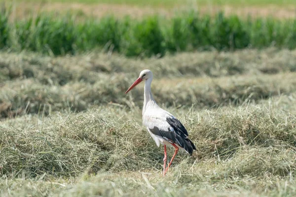 White Stork Standing Hay Meadow Shadow Viewed Side — Stock Photo, Image