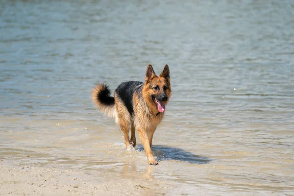 Young Happy German Shepherd Walks Edge Water Dog Walking Happily — Stock Photo, Image