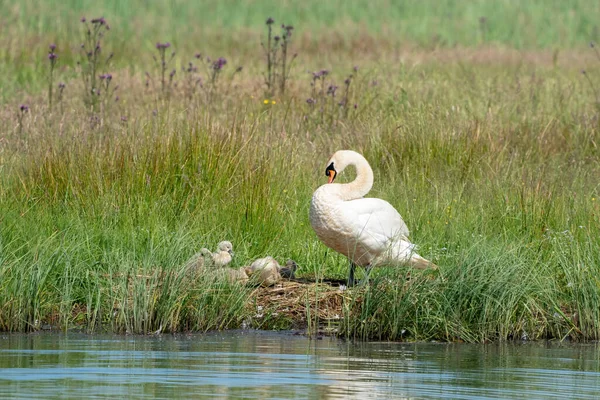 湖に沿って芝生の中で若い灰色の白鳥 母白鳥の横には 青い水の中に反射して立っている チック 若い動物 若い白鳥 — ストック写真