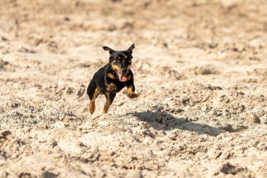 Jack Russell Terrier sarı kumda koşar. Genç kahverengi köpek oynuyor ve eğleniyor. Atlama sırasında, gölgeyle önden görüldü..
