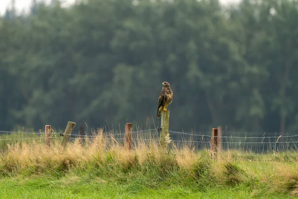 Sıradan bir akbaba, Buteo buteo, çayırda dikenli tellerle tahta bir direğe oturur. Kuş sola doğru bakıyor. Arkaplanda bulanık yeşil yapraklar, boşluğu kopyala — Stok fotoğraf