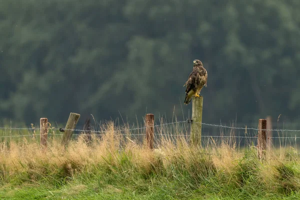 A common buzzard, Buteo buteo, sits on a wooden post with barbed wire in the meadow. The bird looks to the left. Blurred green leaves in the background, copy space — Stock Photo, Image