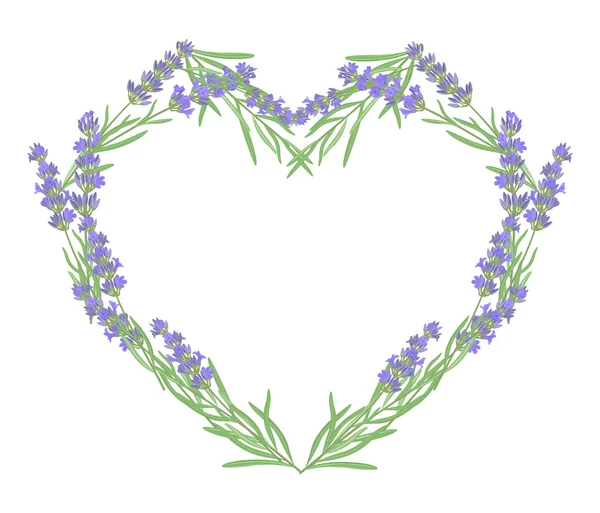 Tak van bloemen van lavendel. — Stockvector