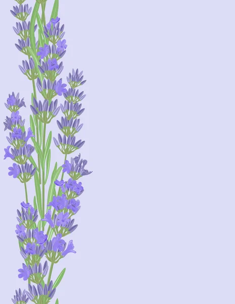 Nahtloses Muster mit Lavendelblüten. — Stockvektor