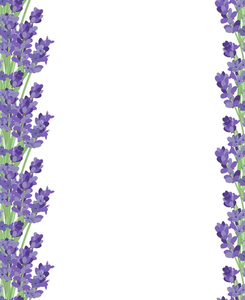 Branch of flowers of lavender. — Stock Vector