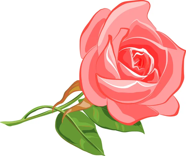 Różowa róża. — Wektor stockowy