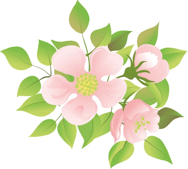 The blossoming apple-tree branch. — Stock Vector
