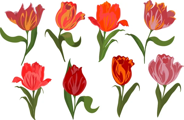 Vector set of tulips. — Stock Vector