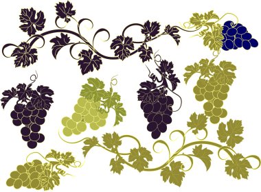 Vektör kümesi üzüm demet.
