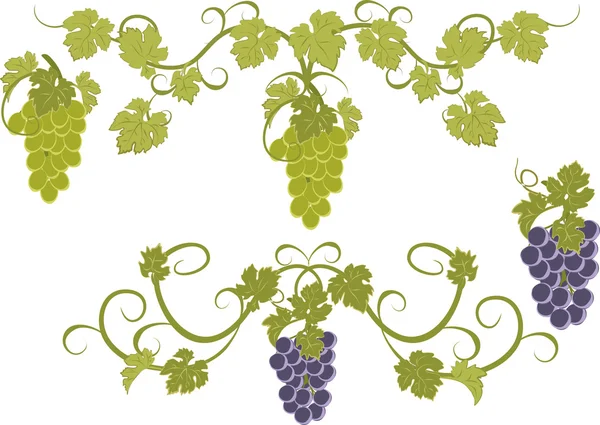 Vector set of bunches of grapes. — Stock Vector