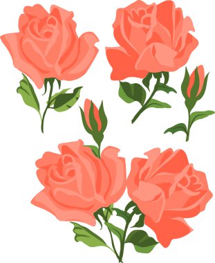 vektör set hafif kırmızı gül.