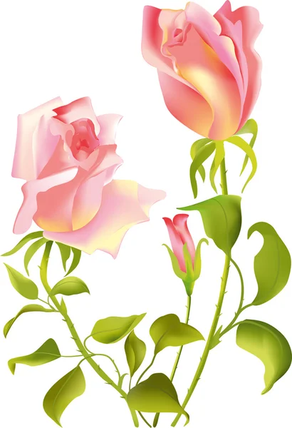 Tres elegantes rosas de té sobre un fondo blanco . — Vector de stock