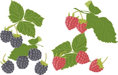 Vector set of berries and sprigs of raspberry and BlackBerry.