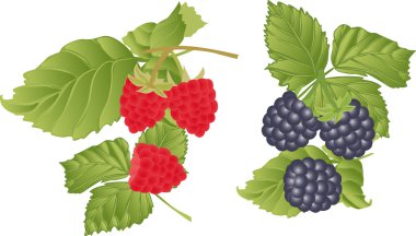 Vector set of berries and sprigs of raspberry and BlackBerry.