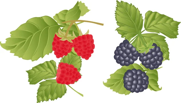 Векторный набор ягод и веточек малины и ежевики . — стоковый вектор