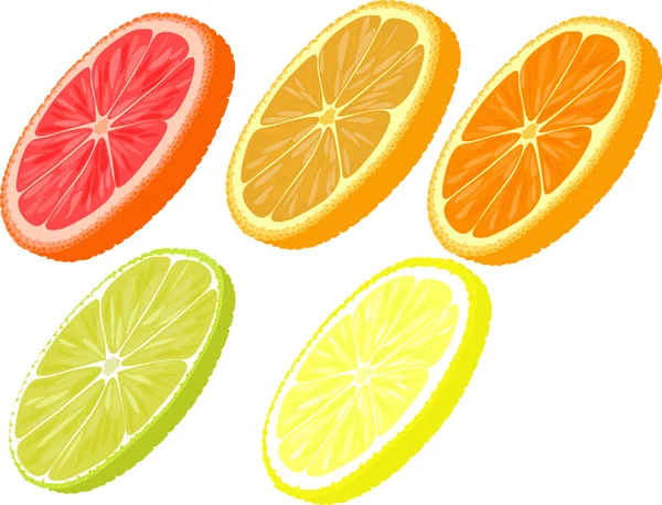 Slices of different citrus fruits. Orange, grapefruit, lemon, lime. — Stock Vector